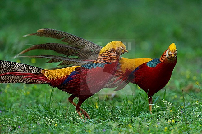 Two adult male Golden Pheasants (Chrysolophus pictus) are displaying. stock-image by Agami/Mathias Putze,