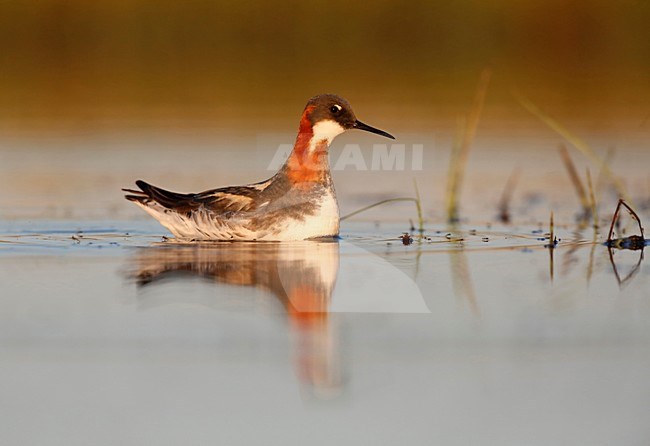 grauwe franjepoot vangt insecten; Red-necked Phalarope catches insects stock-image by Agami/Chris van Rijswijk,