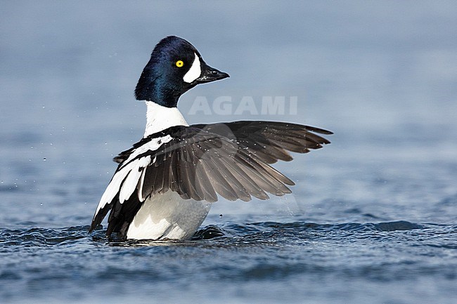 Barrow's Goldeneye (Bucephala islandica), side view of an adult male flapping its wings, Northeastern Region, Iceland stock-image by Agami/Saverio Gatto,