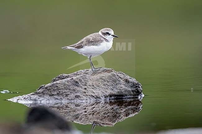 Adult winter Kentish Plover perched on a rock in  Cabo da Praia, Terceira, Azores. October 2017. stock-image by Agami/Vincent Legrand,