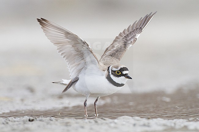  stock-image by Agami/Menno van Duijn,