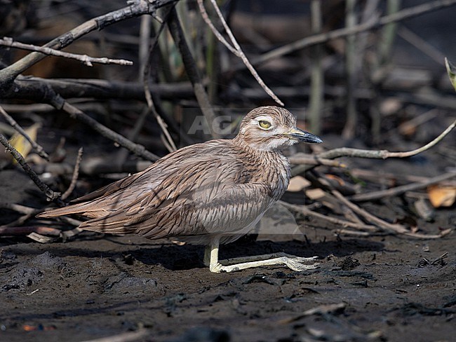 Side view of a Senegal Thick-knee (Burhinus senegalensis) resting in the mud. Gambia, Africa stock-image by Agami/Markku Rantala,