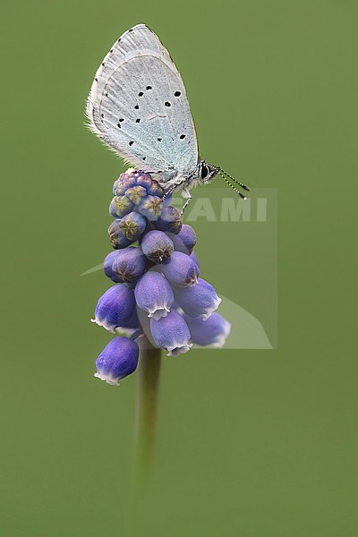 Male Holly Blue stock-image by Agami/Wil Leurs,