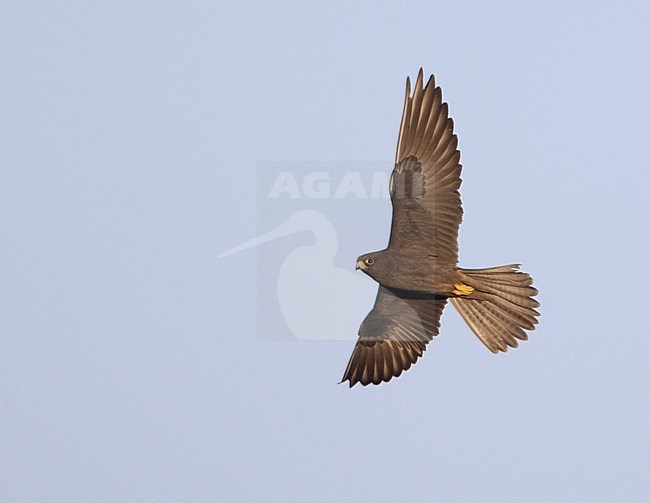 Eleonora's Valk in vlucht; Eleonora's Falcon (Falco eleonorae) stock-image by Agami/Mike Danzenbaker,