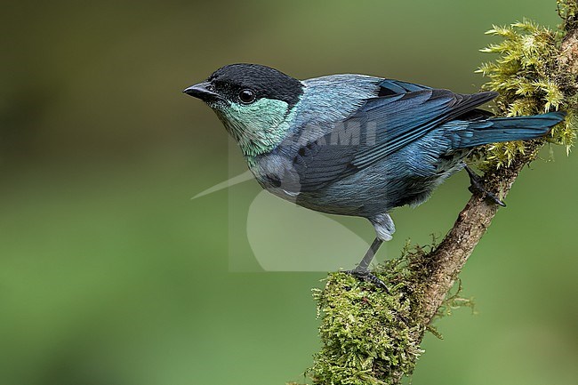 Black-capped Tanager (Tangara heinei) perched on a branch in Colombia, South America. stock-image by Agami/Glenn Bartley,