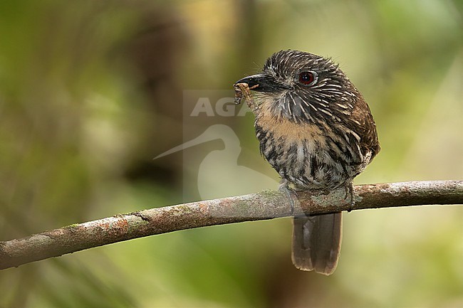 Black-streaked Puffbird (Malacoptila fulvogularis) at Mocoa, Putumayo, Colombia. stock-image by Agami/Tom Friedel,