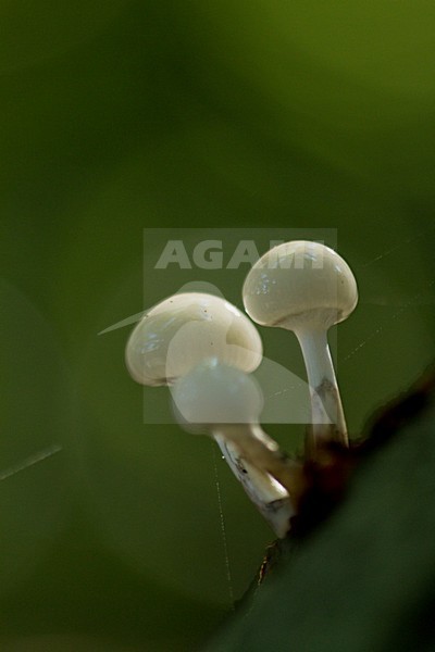 Porseleinzwam, Porcelain fungus, Oudemansiella mucida stock-image by Agami/Menno van Duijn,