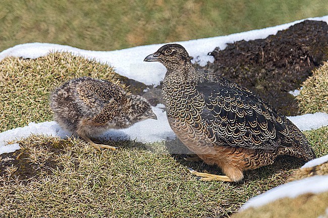 Rufous-bellied Seedsnipe (Attagis gayi) perched on the ground in the Andes Mountains in Ecuador. Together with a chick. stock-image by Agami/Glenn Bartley,