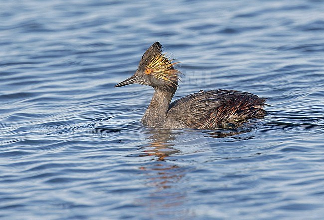 American Black-necked grebe (Podiceps nigricollis californicus) in Western Mexico. stock-image by Agami/Pete Morris,