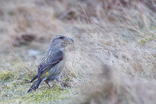 Female Parrot Crossbill (Loxia pytyopsittacus) plucking nest material on the ground in the Netherlands. stock-image by Agami/Menno van Duijn,