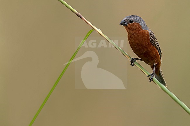 Rufous-rumped Seedeater (Sporophila hypochroma) Perched in grasslands in Argentina stock-image by Agami/Dubi Shapiro,
