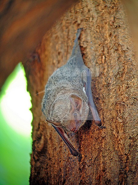 Mauritian tomb bat (Taphozous mauritianus) resting on a tree in Africa. stock-image by Agami/Pete Morris,