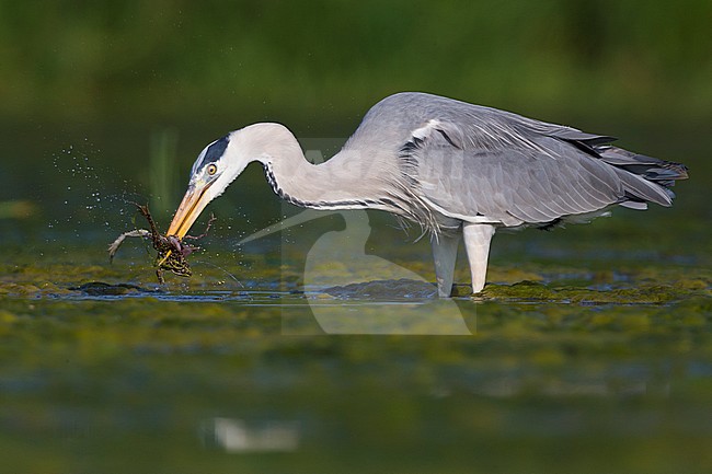 Grey Heron (Ardea cinerea), adult with a caught frog stock-image by Agami/Saverio Gatto,