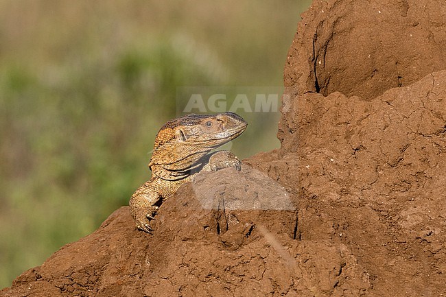 A savannah monitor, Varanus exanthematicus, on a termite mound. Voi, Tsavo, Kenya stock-image by Agami/Sergio Pitamitz,
