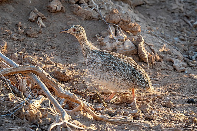 Darwin's Nothura (Nothura darwinii salvadorii) walking on the ground in desert stock-image by Agami/Andy & Gill Swash ,
