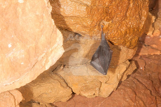 Slapende Kleine Hoefijzerneus; Sleeping Lesser Horseshoe Bat stock-image by Agami/Theo Douma,