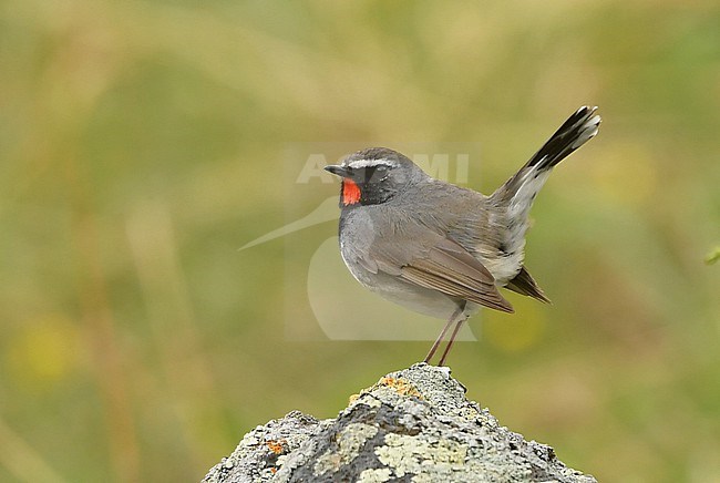 Adult male Himalayan Rubythroat (Calliope pectoralis) perched on a rock in Kazachstan. stock-image by Agami/Eduard Sangster,