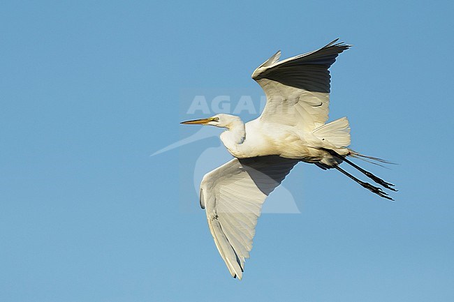 Adult American Great Egret (Ardea alba egretta) in flight over Galveston County, Texas, USA. Starting to land. stock-image by Agami/Brian E Small,