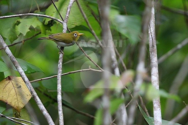 Wangi wangi White-eye (Zosterops paruhbesar) in Indonesia. in undergrowth near the village of Wanci on Wangiwangi Island. stock-image by Agami/James Eaton,