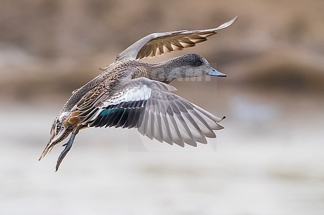 American Wigeon; Anas americana; Mareca americana stock-image by Agami/Daniele Occhiato,