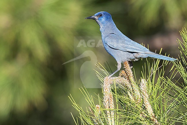 Pinyon Jay (Gymnorhinus cyanocephalus) Perched in a pine tree  in USA stock-image by Agami/Dubi Shapiro,