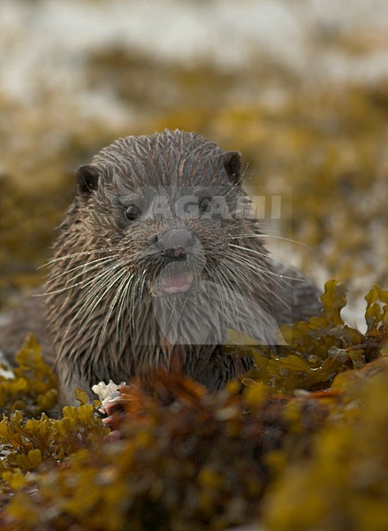 Otter met vis, Otter with fish stock-image by Agami/Danny Green,