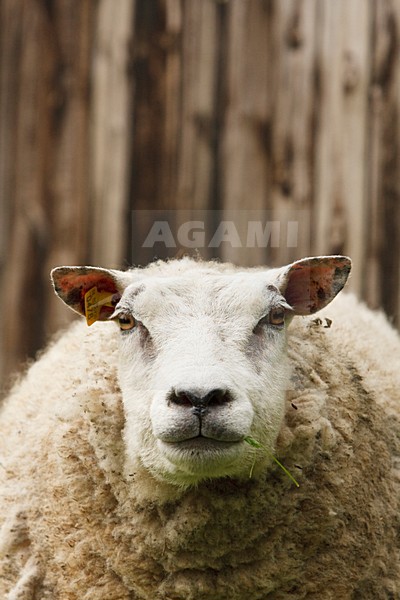 Portret van schaap Nederland, Portrait of sheep Netherlands stock-image by Agami/Wil Leurs,
