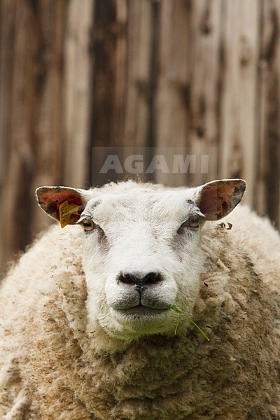 Portret van schaap Nederland, Portrait of sheep Netherlands stock-image by Agami/Wil Leurs,