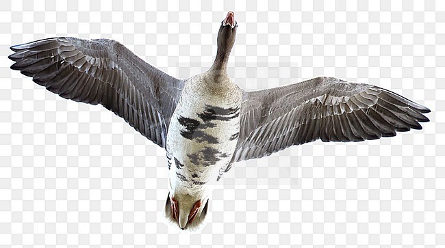 White-fronted Goose (Anser albifrons) in flight in Latvia, seen from below. Flying against a blue sky as a background. stock-image by Agami/Markus Varesvuo,