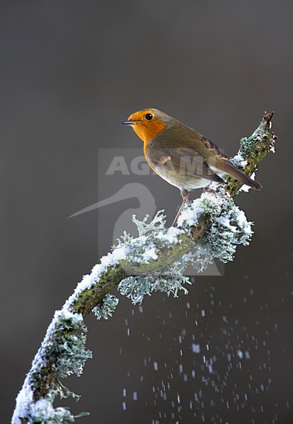Roodborst op een besneeuwde tak, European Robin on a snowy branch stock-image by Agami/Danny Green,