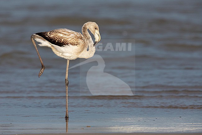 Greater Flamingo (Phoenicopterus roseus), side view of a juvenile standing on the shore, Campania, Italy stock-image by Agami/Saverio Gatto,