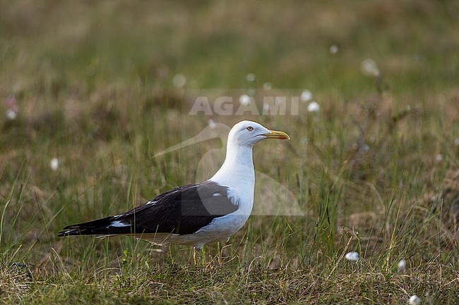 Portrait of a lesser black-backed gull, Larus fuscus. Kuhmo, Oulu, Finland. stock-image by Agami/Sergio Pitamitz,
