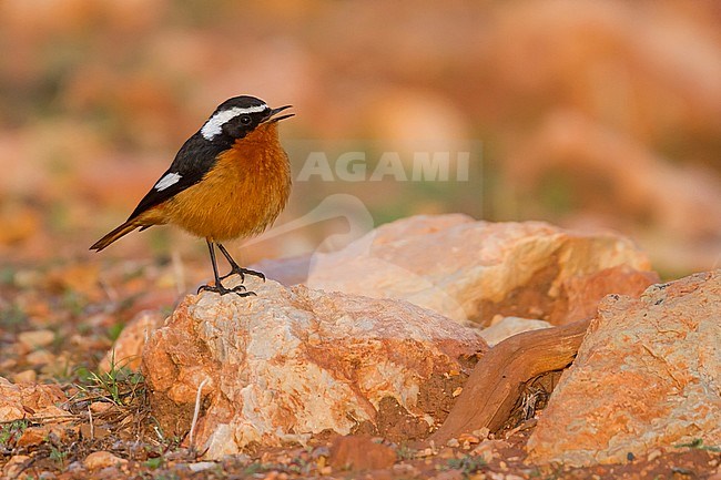 Moussier's Redstart - Diademrotschwanz - Phoenicurus moussieri, Morocco, adult male stock-image by Agami/Ralph Martin,