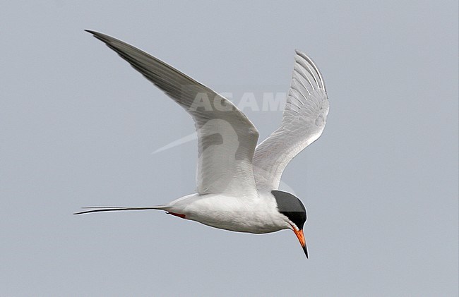 Adult Forster's Tern (Sterna forsteri) in flight at the coast at New Jersey, USA. stock-image by Agami/Helge Sorensen,