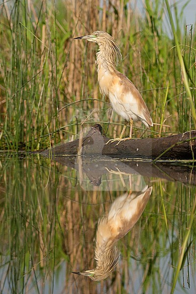 Ralreiger volwassen staand op boomstam in rietkraag, Squacco Heron adult standing on tree trunk in reed bed stock-image by Agami/Marc Guyt,