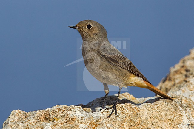 Codirosso spazzacamino; Black redstart; Phoenicurus ochruros stock-image by Agami/Daniele Occhiato,