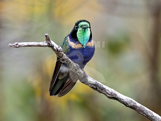 Hyacinth Visorbearer, Augastes scutatus scutatus, male perched on a branch showing iridescent visor stock-image by Agami/Andy & Gill Swash ,