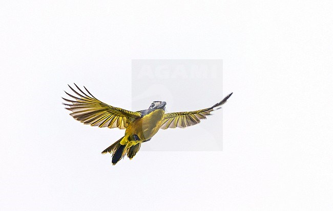 Monteiro's Bushshrike (Malaconotus monteiri) in Angola. stock-image by Agami/Pete Morris,