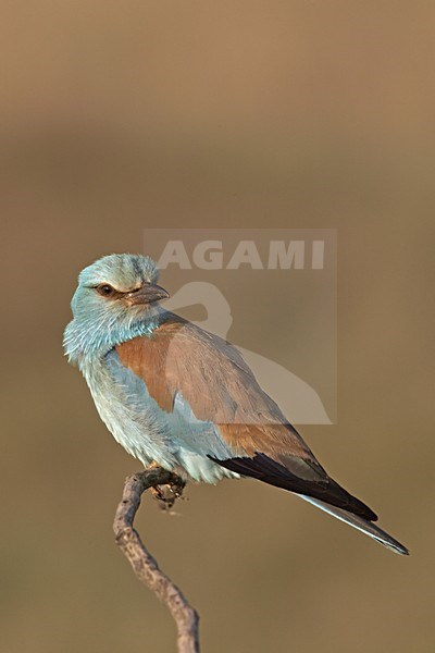 Scharrelaar zittend op tak; European Roller perched on branch stock-image by Agami/Jari Peltomäki,