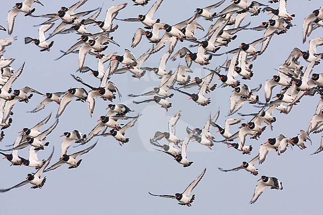 Eurasian Oystercatcher - Austernfischer - Haematopus ostralegus ssp. ostralegus, Germany stock-image by Agami/Ralph Martin,