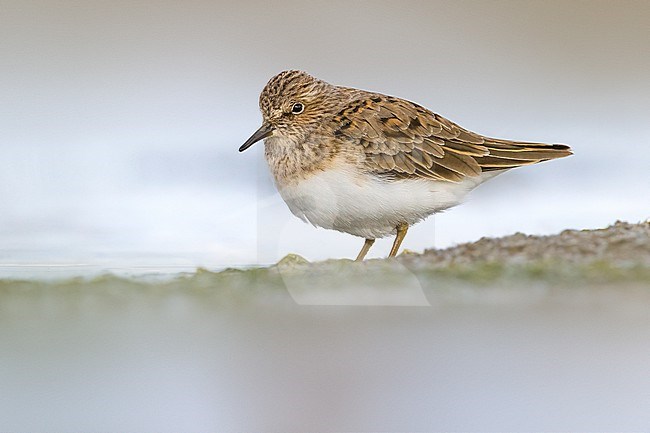 Temminck's Stint, Calidris temminckii, standing in shallow water in Italy. stock-image by Agami/Daniele Occhiato,