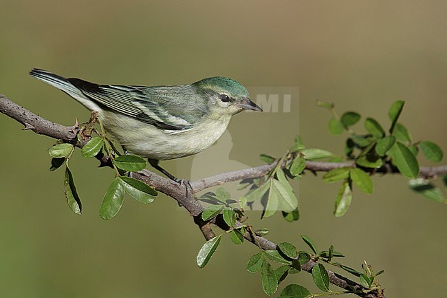 Adult female 
Galveston Co., TX
April 2014 stock-image by Agami/Brian E Small,