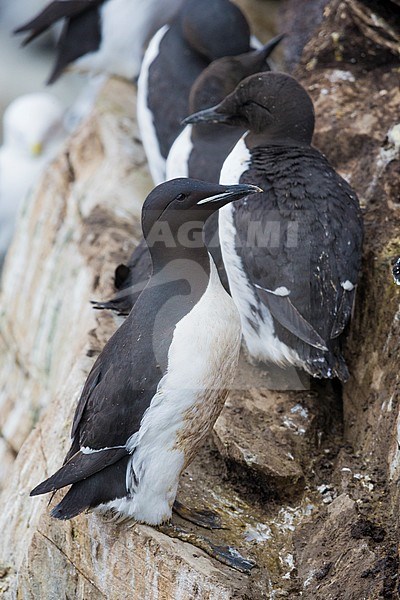 Thick-billed Murre (Uria lomvia), adult standing on a rock stock-image by Agami/Saverio Gatto,