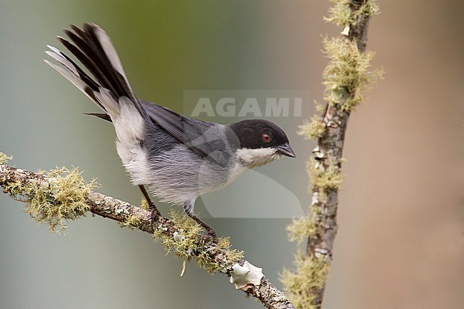Black-capped Warbling Finch (Microspingus melanoleucus) Perched on a branch in Bolivia stock-image by Agami/Dubi Shapiro,