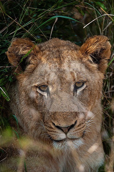 Close up portrait of a resting lion, Panthera leo. Mala Mala Game Reserve, South Africa. stock-image by Agami/Sergio Pitamitz,