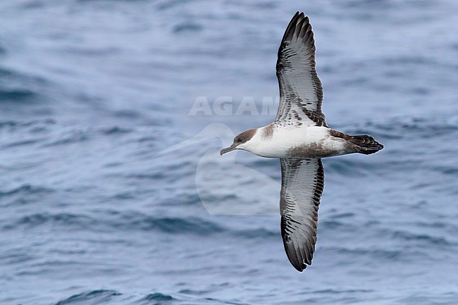 Great Shearwater (Ardenna gravis), individual in flight showing underparts, Western Cape, South Africa stock-image by Agami/Saverio Gatto,