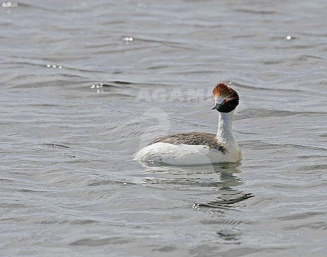 Hooded Grebe (Podiceps gallardoi) a critically endangered species of bird found in isolated lakes in the most remote parts of Patagonia. stock-image by Agami/Pete Morris,
