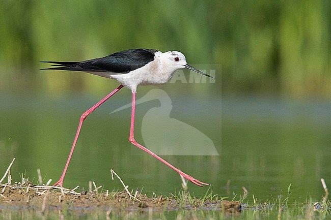 Black-winged Stilt (Himantopus himantopus), side view of an adult male running in a marsh, Campania, Italy stock-image by Agami/Saverio Gatto,