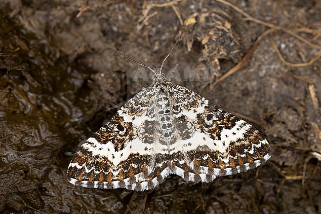Small argent and sable (Epirrhoe tristata) found in Austria, Tyrol in the valley of river Lech stock-image by Agami/Mathias Putze,