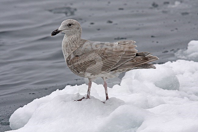 Immature Glaucous-winged Gull (Larus glaucescens) wintering in Japan. stock-image by Agami/Pete Morris,